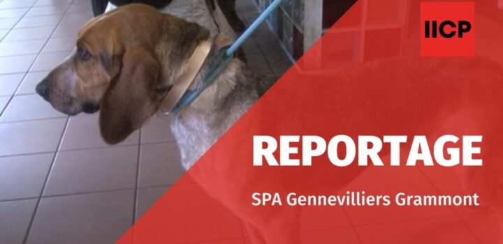 GennevilliersIICP Journalisme Reportage de Noel SPA Gennevilliers Grammont 1024x576 1